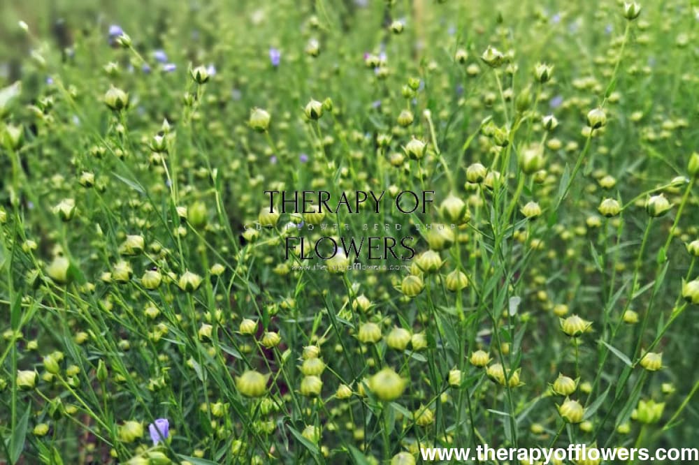 Linum usitatissimum | Bubble Flax therapyofflowers.com