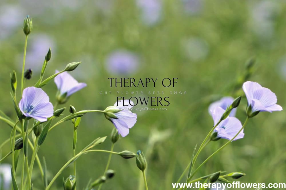 Linum usitatissimum | Bubble Flax therapyofflowers.com