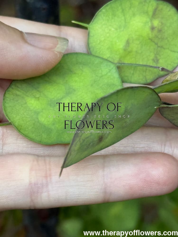 Lunaria annua Alba | White Honesty | Money Plant therapyofflowers.com