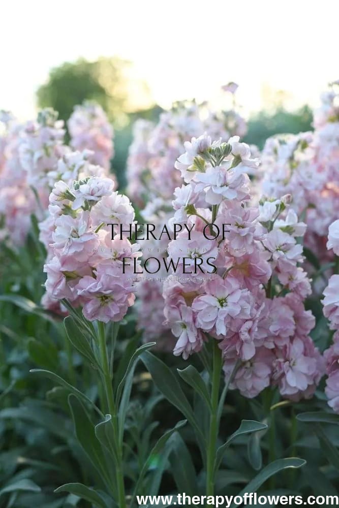 Matthiola Column Appleblossom.