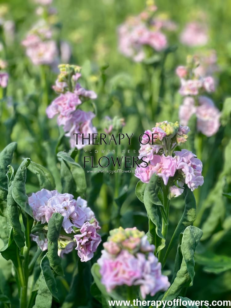 Matthiola incana Iron Cherry Blossom therapyofflowers.com