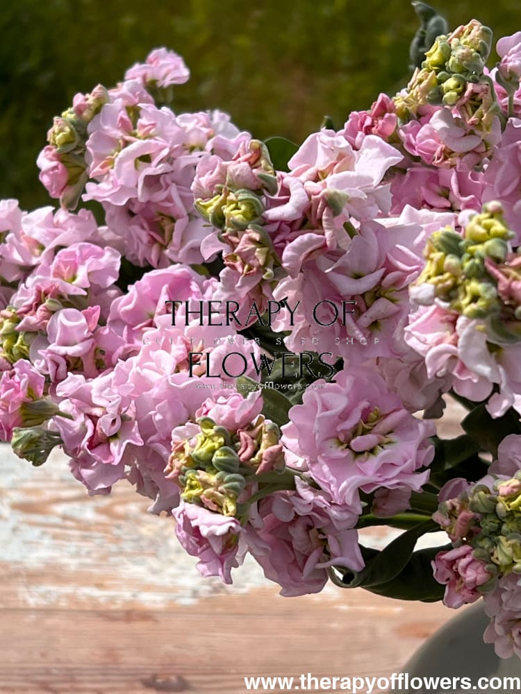 Matthiola incana Iron Cherry Blossom therapyofflowers.com