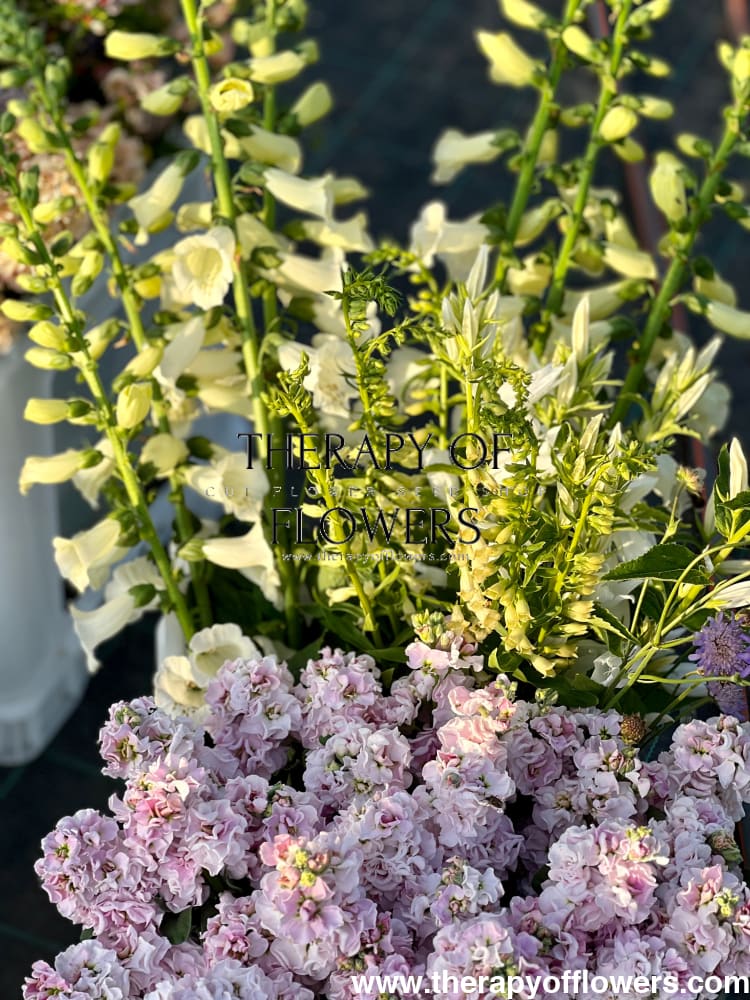 Matthiola incana Iron Cherry Blossom therapyofflowers.com