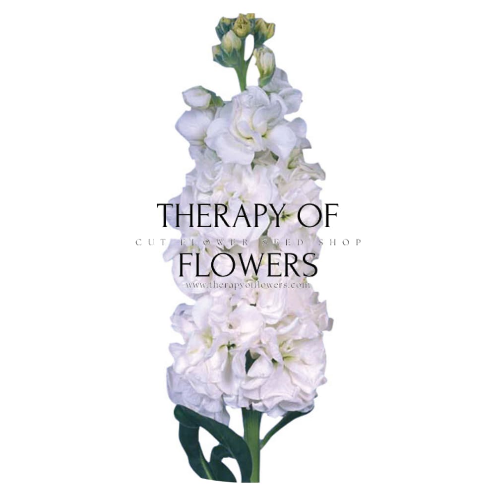Matthiola incana Iron White therapyofflowers.com