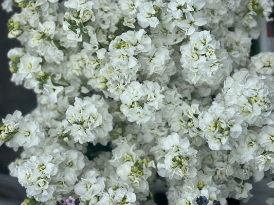 Matthiola incana Iron White therapyofflowers.com