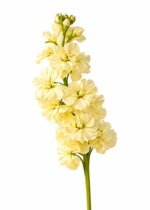 Matthiola incana Katz Yellow | Stock therapyofflowers.com