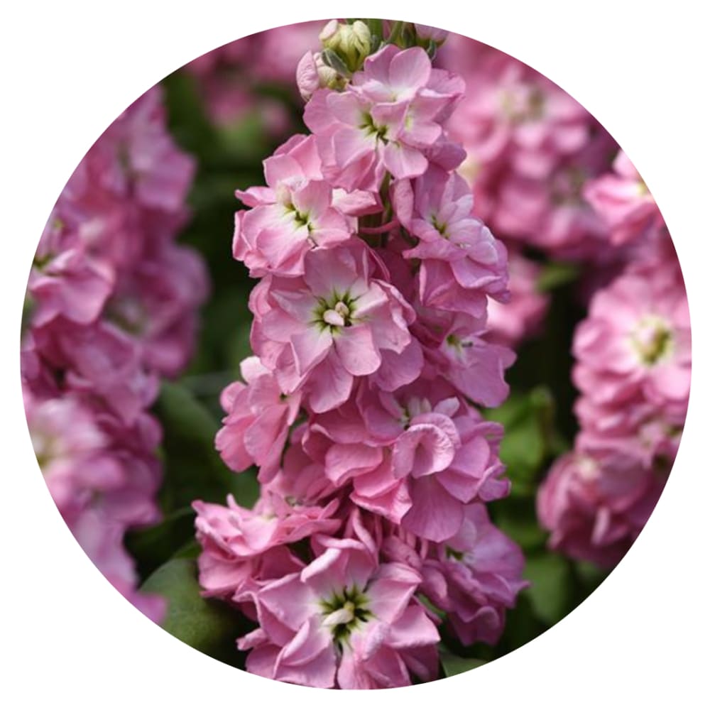 Matthiola incana Mathilda™ Antique Rose therapyofflowers.com