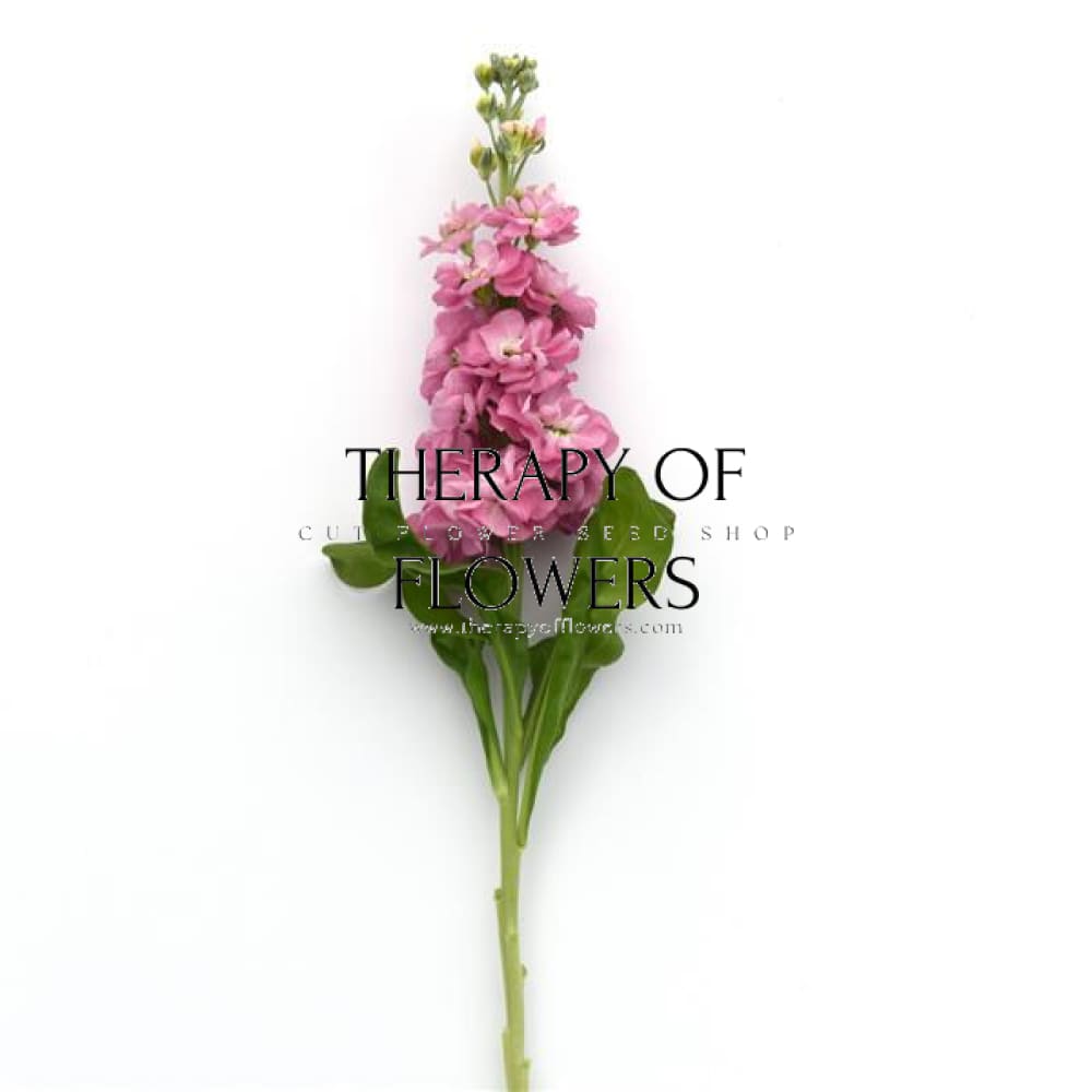 Matthiola incana Mathilda™ Antique Rose | Stock therapyofflowers.com