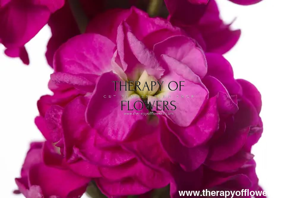 Matthiola incana StoX® Deep Rose | Stock - 30 seeds / 65-75 cm / Rich rose - Seeds