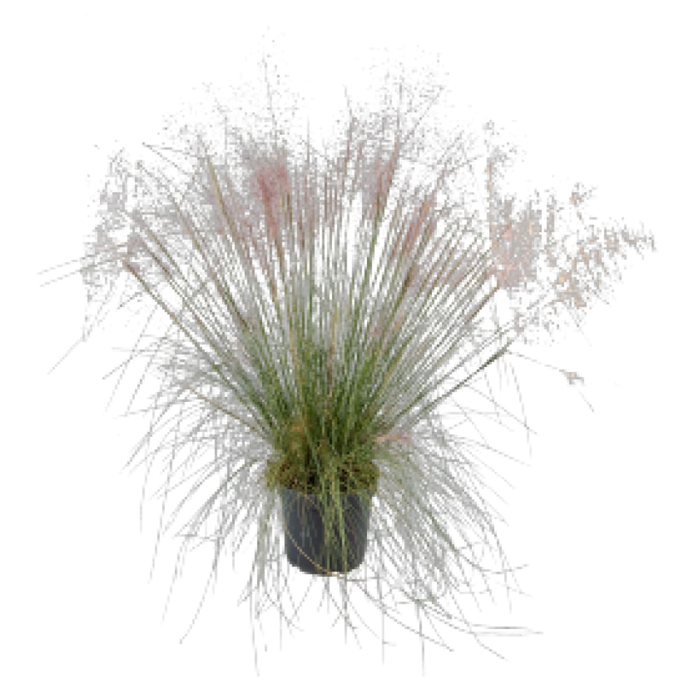 Muhlenbergia capillaris Ruby | Pink Muhly Grass therapyofflowers.com