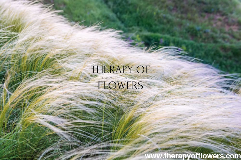 Nassella tenuissima Pony Tails | Mexican feather grass therapyofflowers.com
