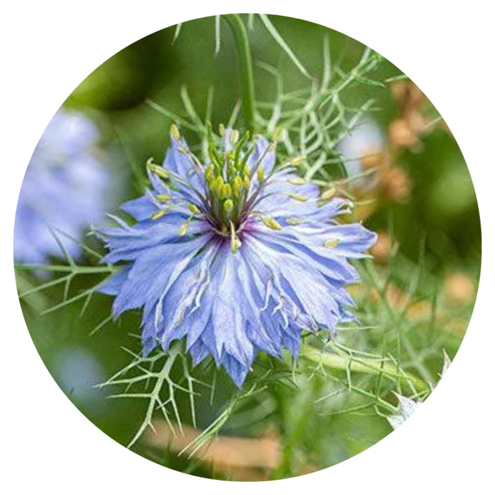 Nigella damascena Miss Jekyll Light Blue therapyofflowers.com