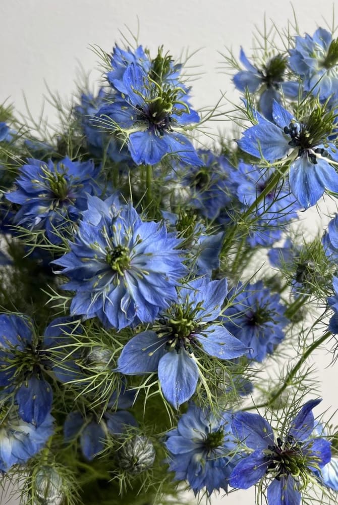 Nigella damascena Miss Jekyll Light Blue - 1 gram / 70 cm - seeds