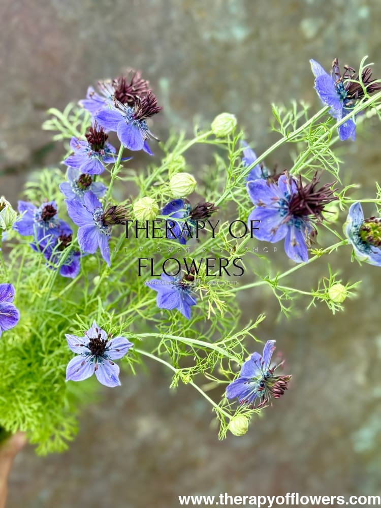 Nigella hispanica Dark Blue | Love-in-a-Mist therapyofflowers.com