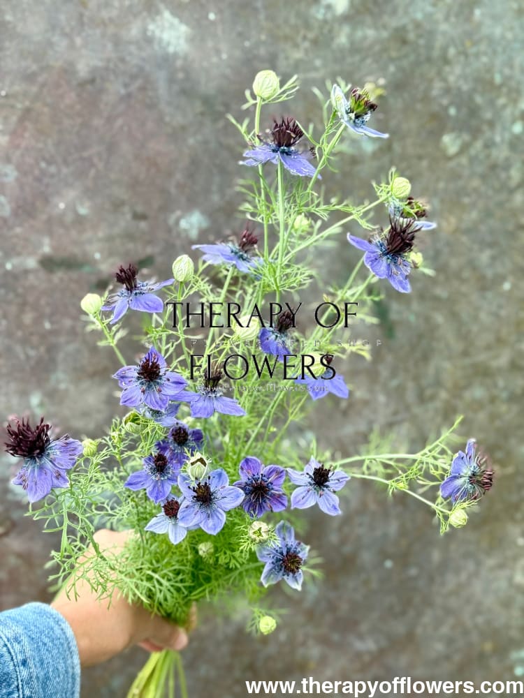 Nigella hispanica Dark Blue | Love-in-a-Mist therapyofflowers.com