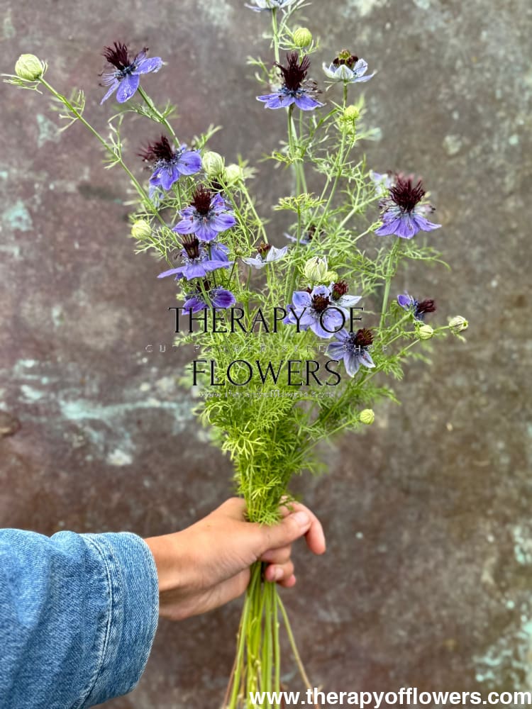 Nigella hispanica Dark Blue | Love-in-a-Mist therapyofflowers.com
