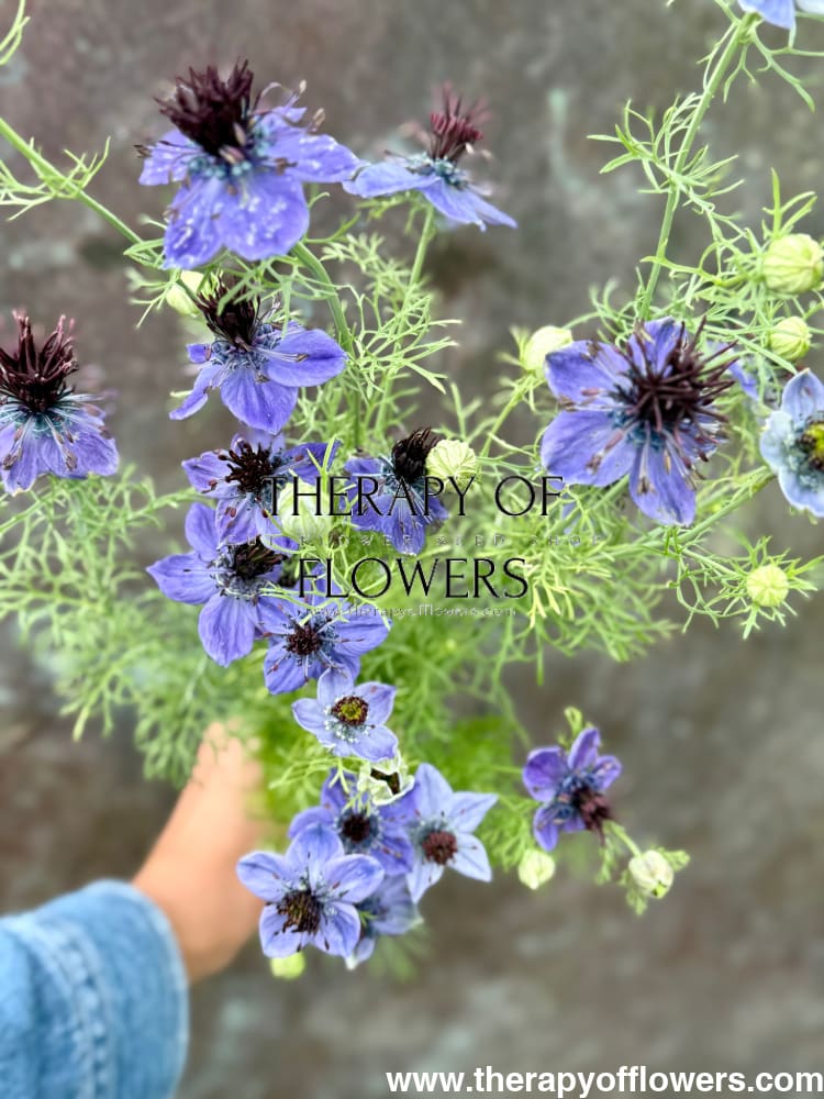 Nigella hispanica Dark Blue | Love-in-a-Mist therapyofflowers.com