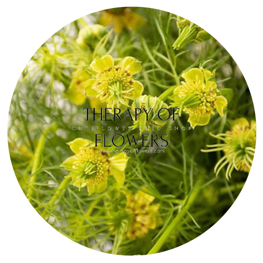 Nigella orientalis Transformer | Love-in-a-Mist - 1 gram / 70 cm / Vibrant yellow - seeds