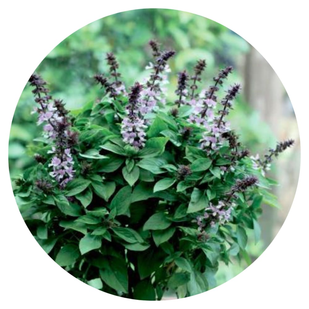 Ocimum basilicum Floral Spires Lavender therapyofflowers.com