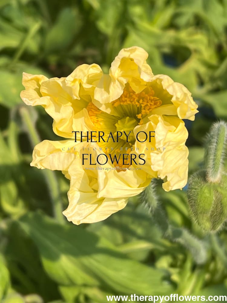 Papaver nudicaule Colibrì® GIALLO CHIARO therapyofflowers.com