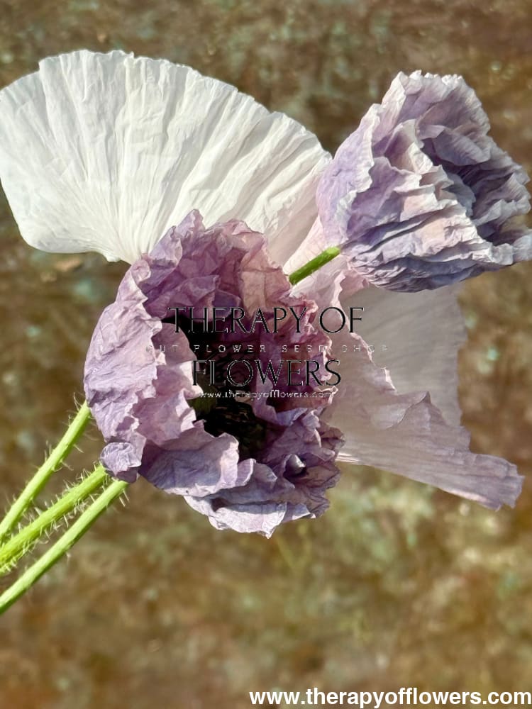 Papaver rhoeas Amazing Grey | Poppy therapyofflowers.com