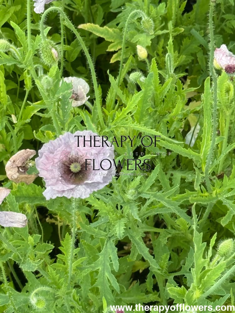 Papaver rhoeas Amazing Grey | Poppy therapyofflowers.com