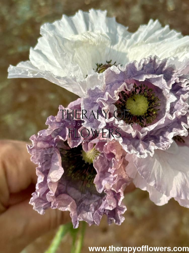 Papaver rhoeas Amazing Grey | Poppy therapyofflowers.com