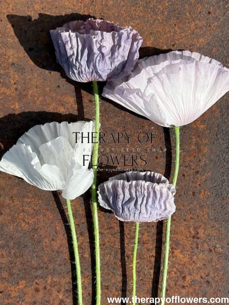 Papaver rhoeas Amazing Grey | Poppy therapyofflowers.com