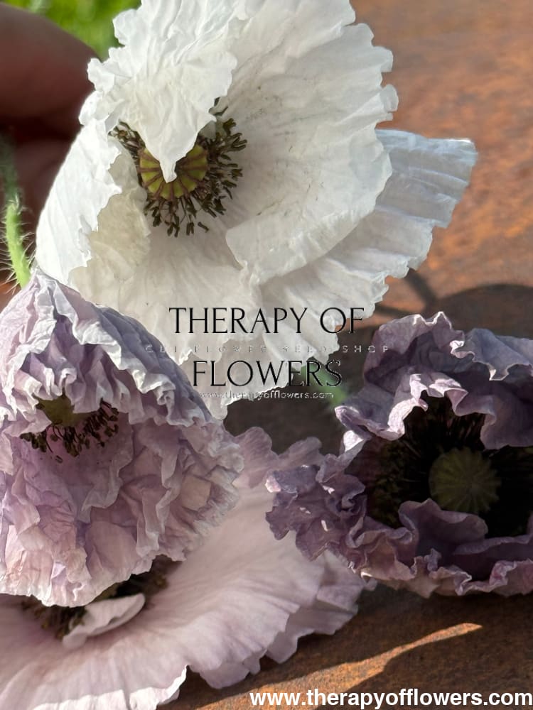 Papaver rhoeas Amazing Grey | Poppy therapyofflowers.com