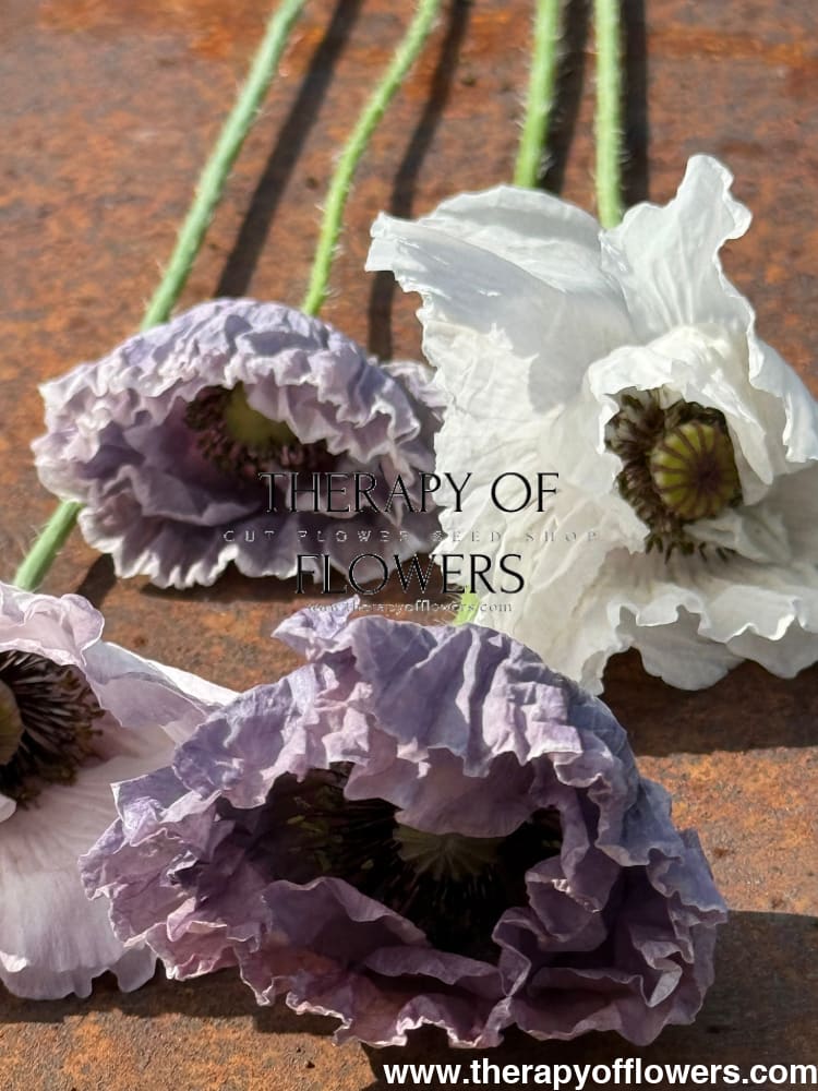 Papaver rhoeas Amazing Grey | Poppy therapyofflowers.com