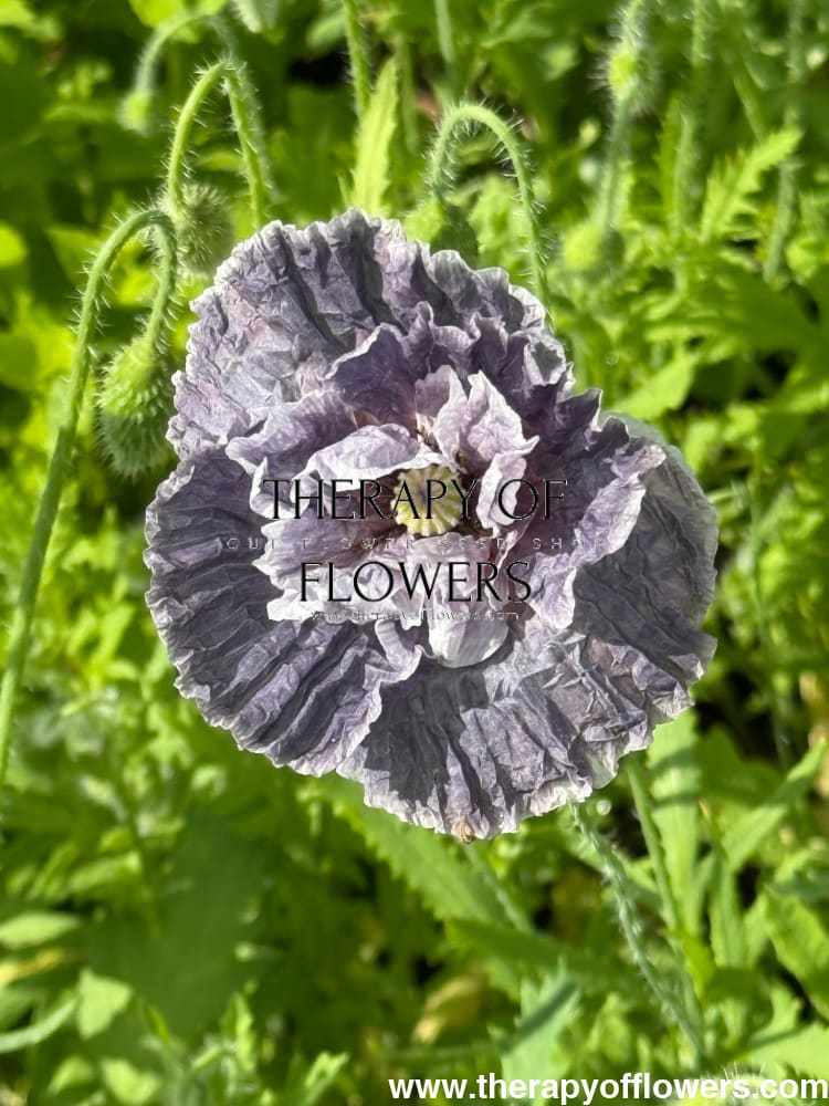 Papaver rhoeas Amazing Grey | Poppy therapyofflowers.com