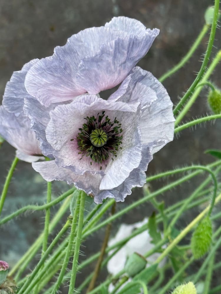 Papaver rhoeas Amazing Grey | Poppy therapyofflowers.com