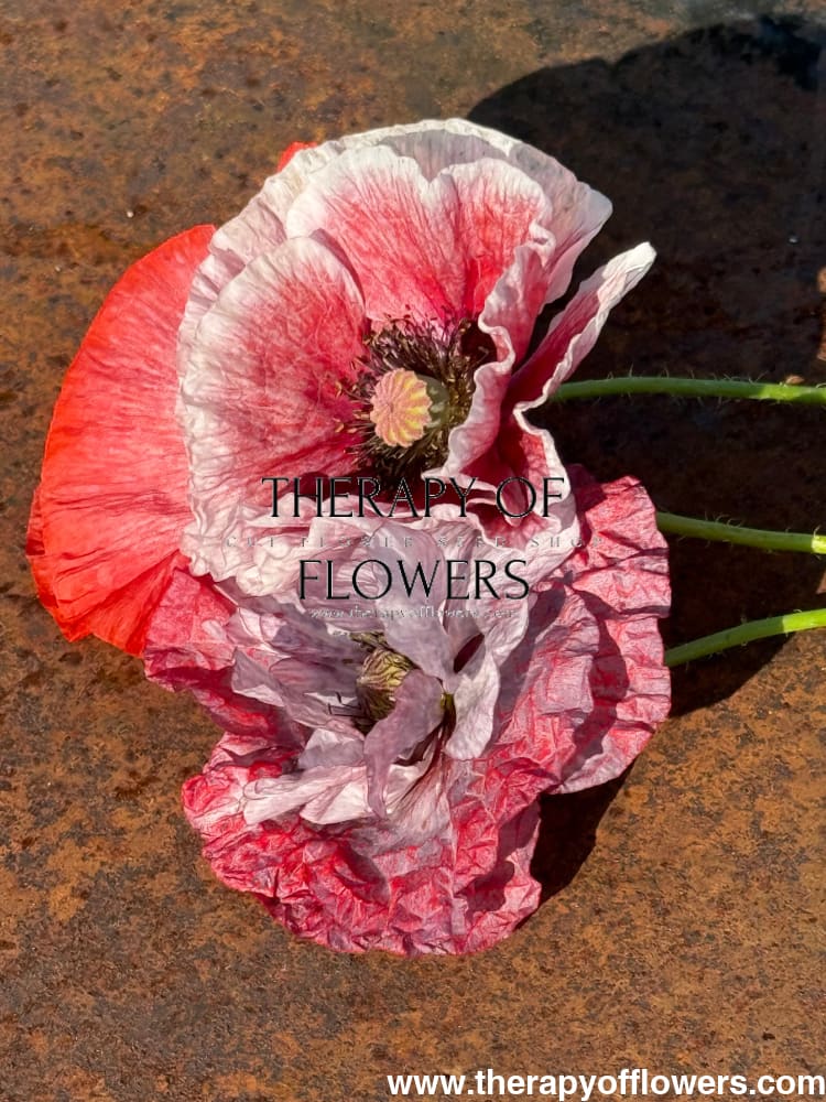 Papaver rhoeas Mother of Pearl | Poppy - 0.2 gram / Pink MIX - Seeds