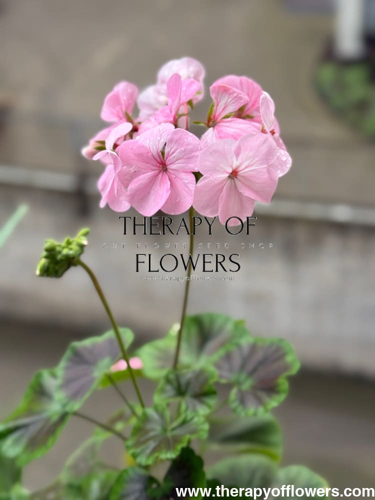 Pelargonium x hortorum BullsEye™ Light Pink therapyofflowers.com