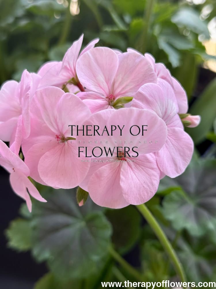 Pelargonium x hortorum BullsEye™ Light Pink therapyofflowers.com