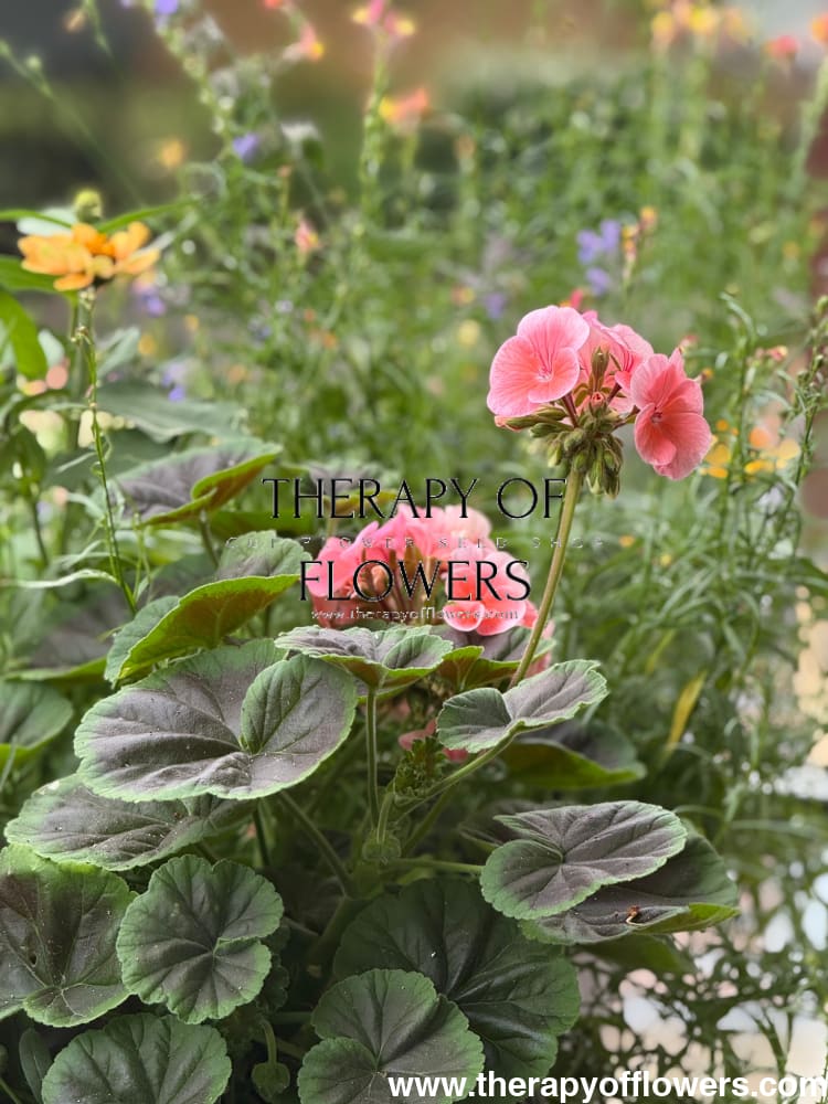 Pelargonium x hortorum BullsEye™ Salmon therapyofflowers.com
