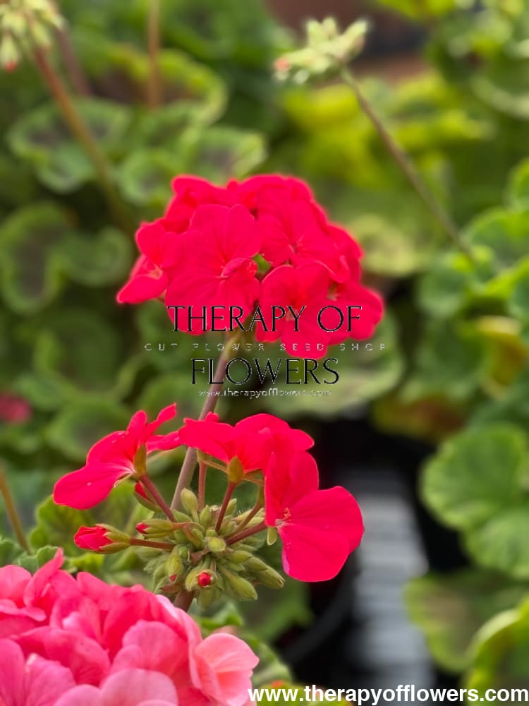 Pelargonium x hortorum Pinto™ Premium Violet | Zonal Geranium therapyofflowers.com