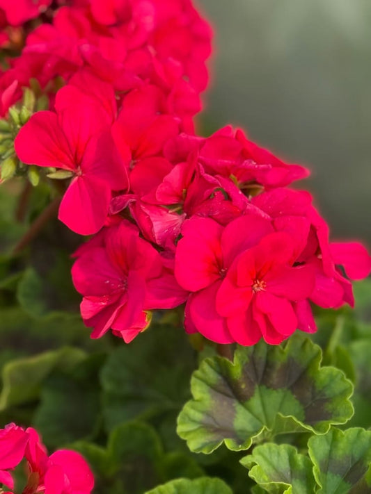 Pelargonium x hortorum Pinto™ Premium Violet | Zonal Geranium therapyofflowers.com