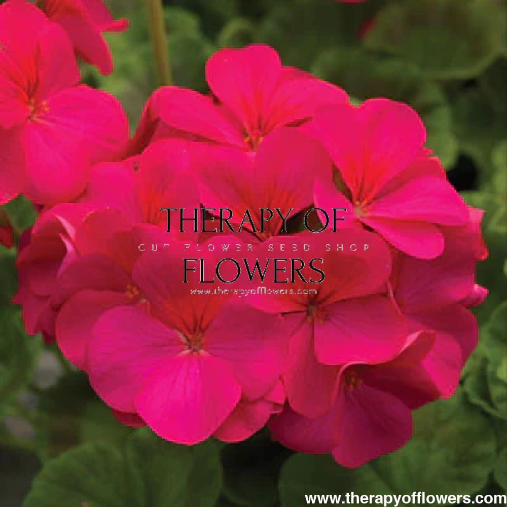 Pelargonium x hortorum Pinto™ Premium Violet therapyofflowers.com