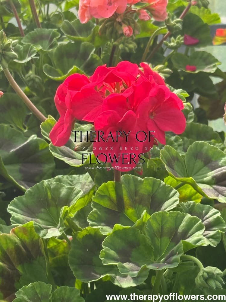 Pelargonium x hortorum Pinto™ Premium Violet | Zonal Geranium therapyofflowers.com