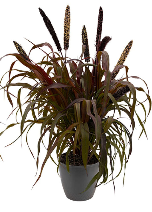 Pennisetum glaucum Inky | Pearl Millet therapyofflowers.com