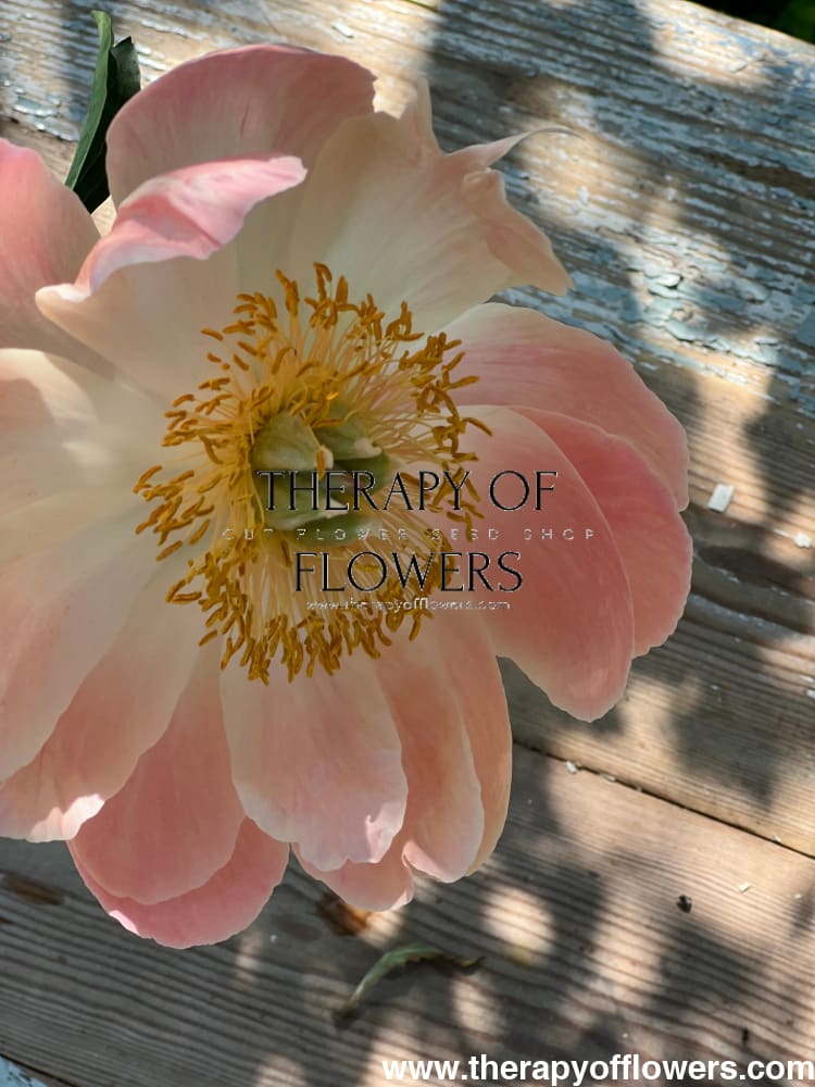 Peony bouquet | Coral Charm therapyofflowers.com