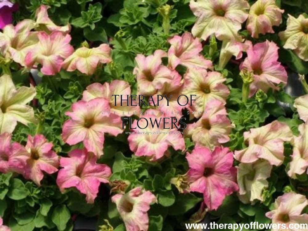 Petunia grandiflora Sophistica Antique Shades F1 therapyofflowers.com