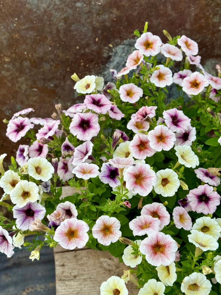 Petunia x hybrida Pendolino Dark Ice F1 | Petunia | Pelleted therapyofflowers.com