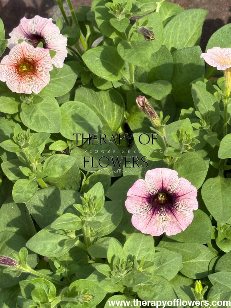 Petunia x hybrida Pendolino Dark Ice F1 | Petunia | Pelleted therapyofflowers.com