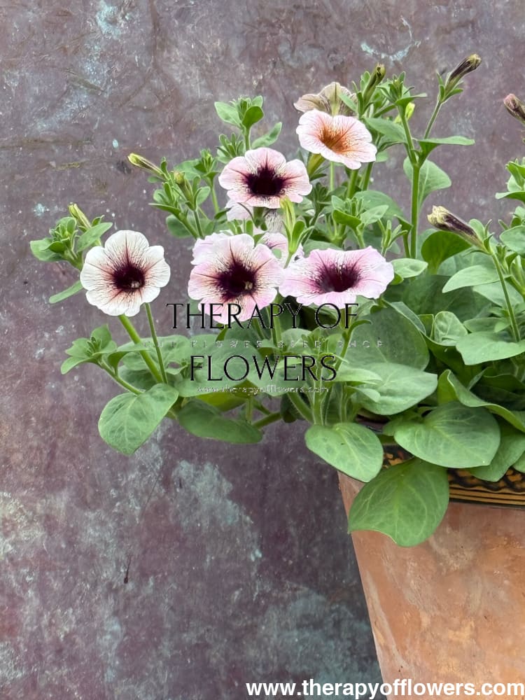 Petunia x hybrida Pendolino Dark Ice F1 | Petunia | Pelleted therapyofflowers.com