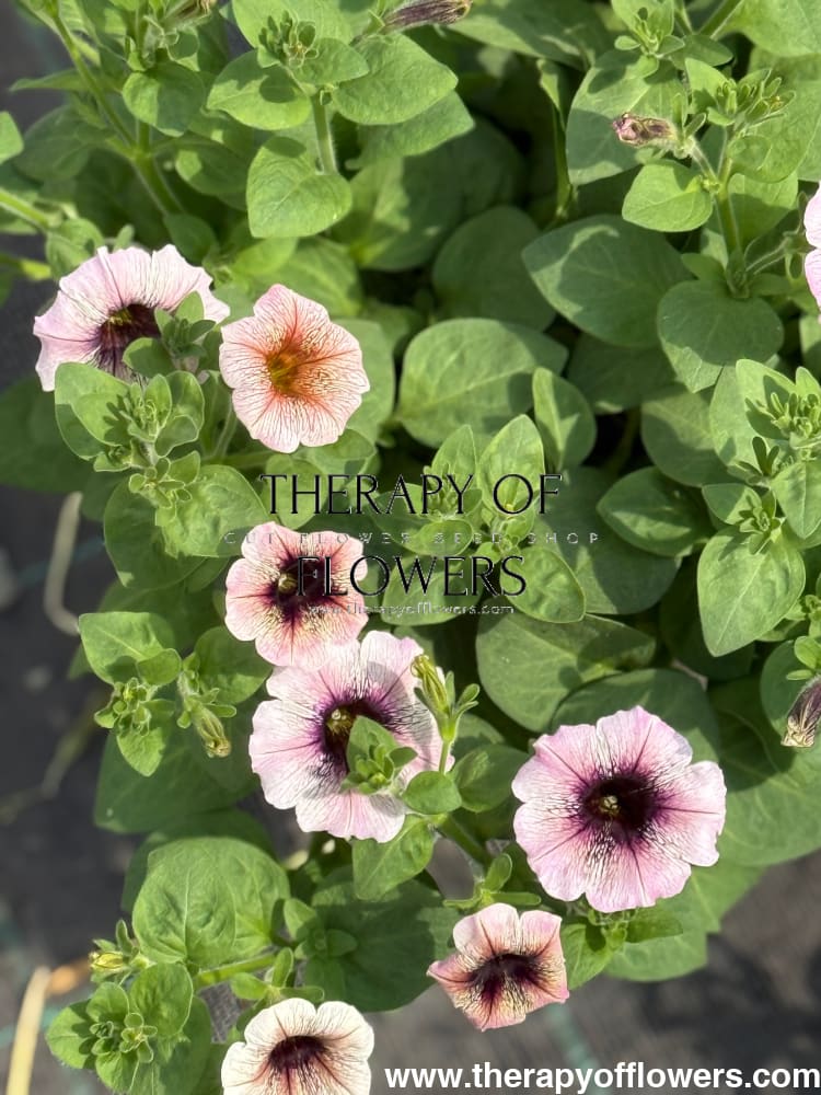 Petunia x hybrida Pendolino Dark Ice F1 | Petunia | Pelleted therapyofflowers.com