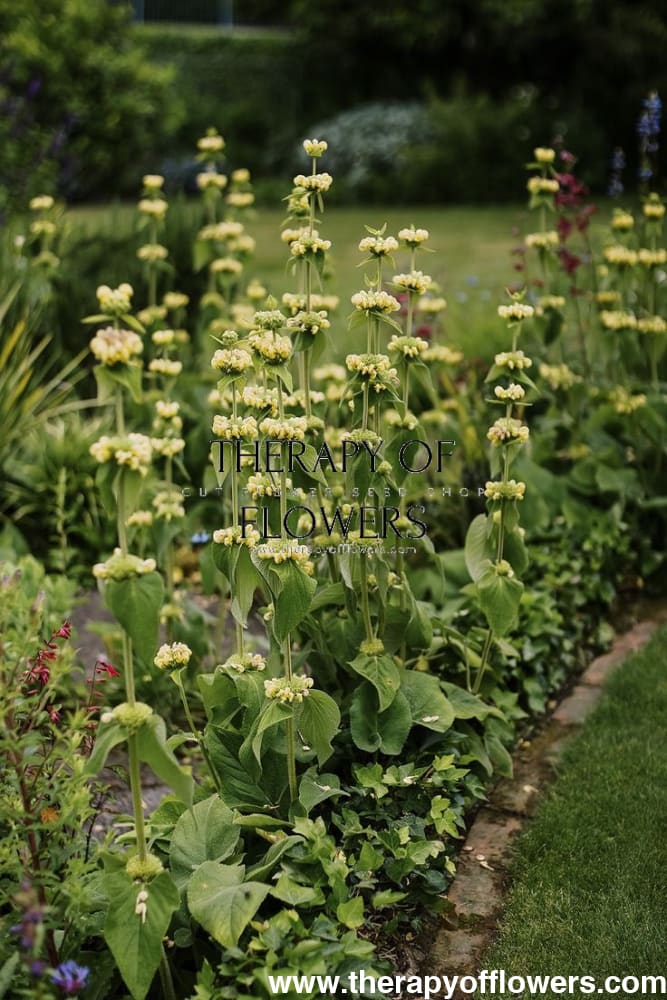 Phlomis russeliana therapyofflowers.com