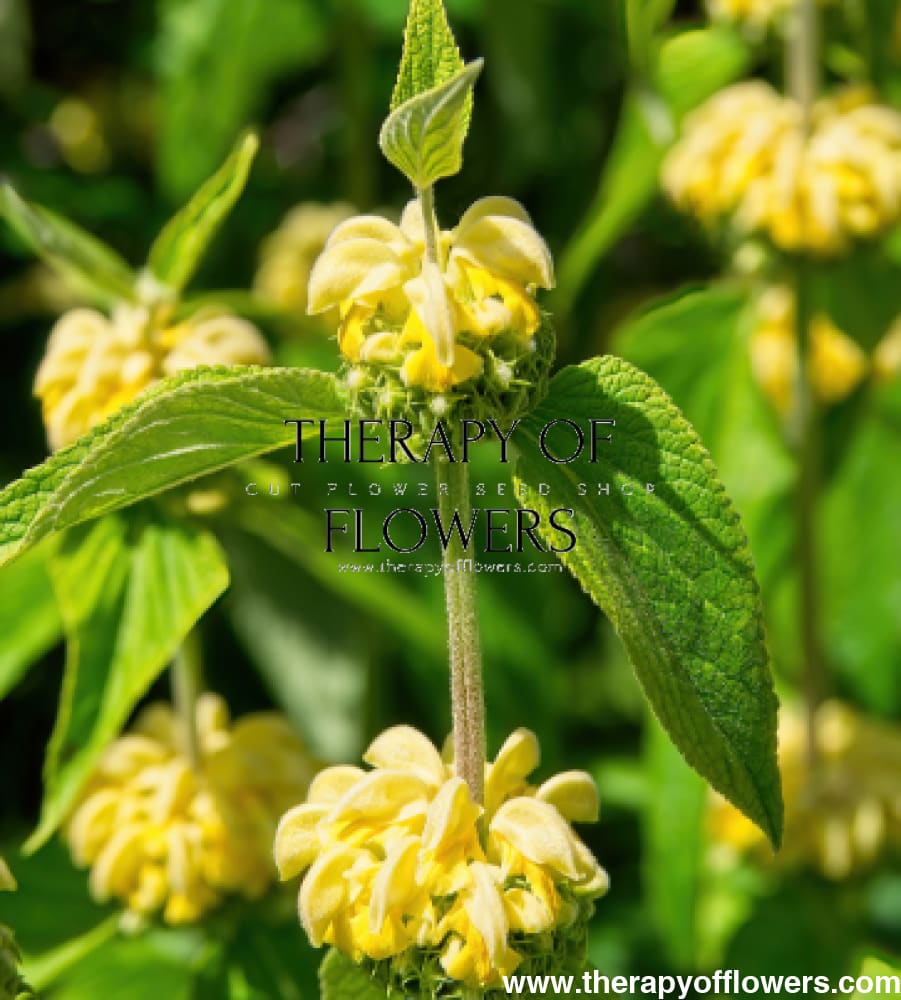 Phlomis russeliana | Jerusalem Sage therapyofflowers.com