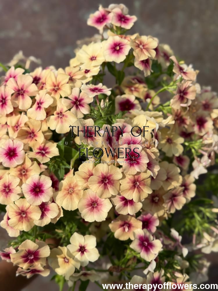 Phlox Drummondii Cherry Caramel therapyofflowers.com